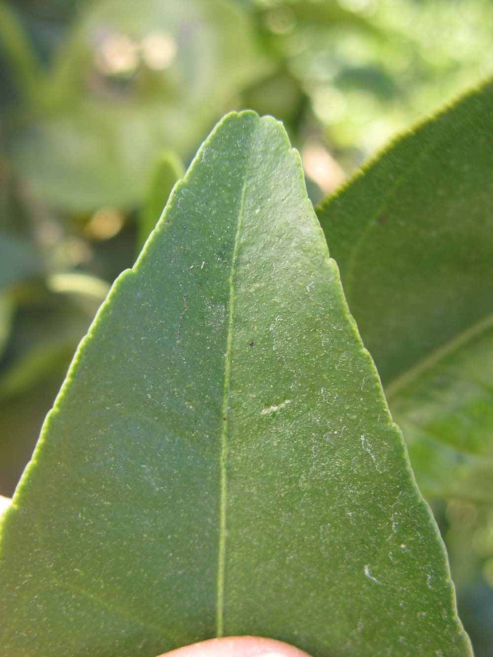              Margin (Winter Haven, FL)       